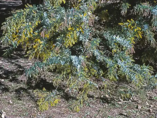 Cootamundra Wattle (Acacia baileyana) growing in Sydney
