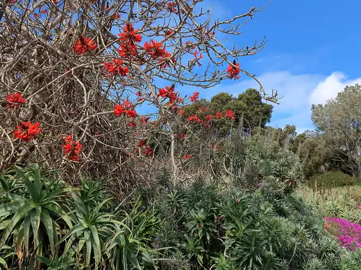 Coral Tree (Erythrina x sykesii) growing in Sydney