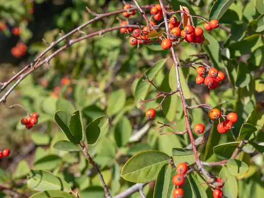 Cotoneaster (Cotoneaster glaucophyllus) growing in Sydney