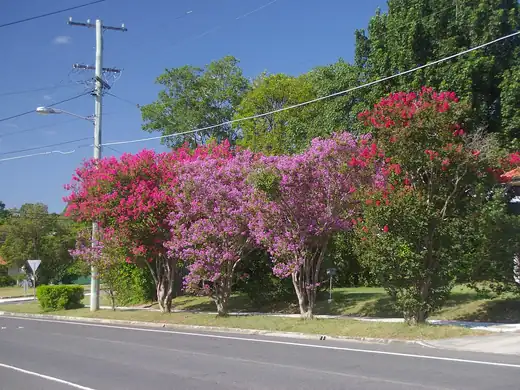 Crepe Myrtle (Lagerstroemia indica) growing in Sydney