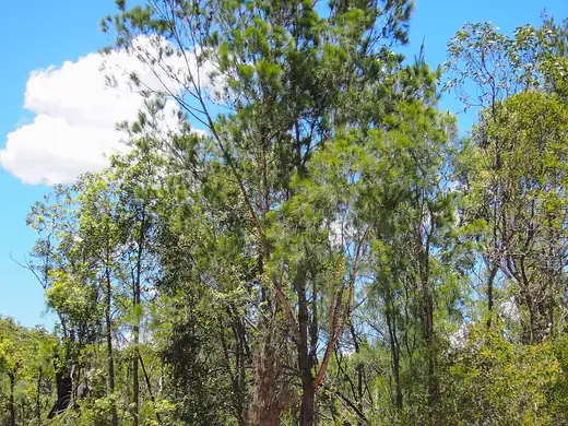 Forest Oak (Allocasuarina torulosa) growing in Sydney