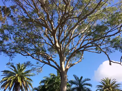 Forest Red Gum (Eucalyptus tereticornis) growing in Sydney