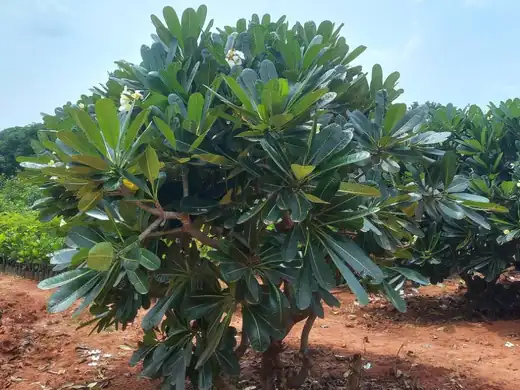 Frangipani (Plumeria rubra) growing in Sydney