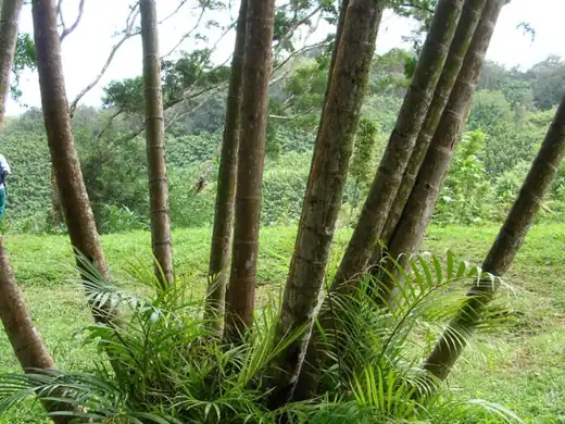 Golden Cane Palm (Dypsis lutescens) growing in Sydney
