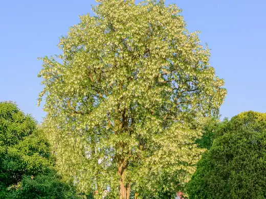 Golden Robinia (Robinia pseudoacacia 'Frisia') growing in Sydney