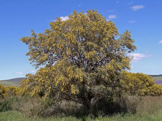 Golden Wreath Wattle (Acacia saligna) growing in Sydney