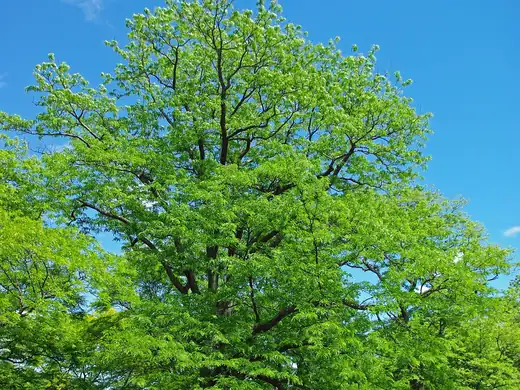 Honey Locust (Gleditsia triacanthos) growing in Sydney