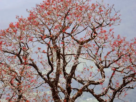 Illawarra Flame Tree (Brachychiton acerifolius) growing in Sydney