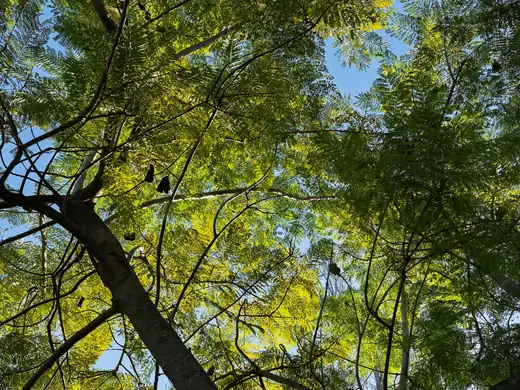 Jacaranda (Jacaranda mimosifolia) growing in Sydney