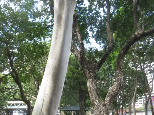 Lemon-Scented Gum (Corymbia citriodora) growing in Sydney
