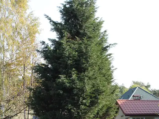 Leyland Cypress (Cupressocyparis leylandii) growing in Sydney