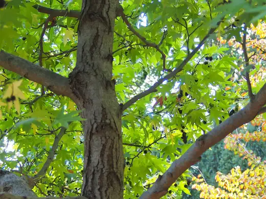 Liquidambar (Liquidambar styraciflua) growing in Sydney