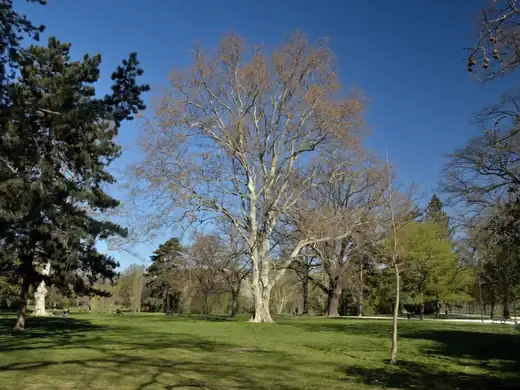 London Plane (Platanus x acerifolia) growing in Sydney