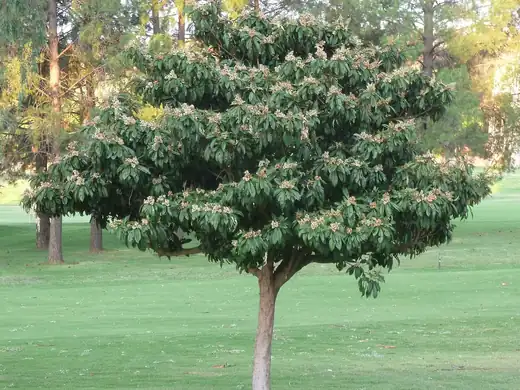 Loquat (Eriobotrya japonica) growing in Sydney