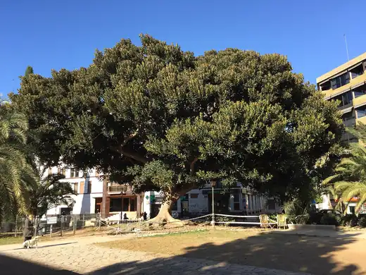 Moreton Bay Fig (Ficus macrophylla) growing in Sydney