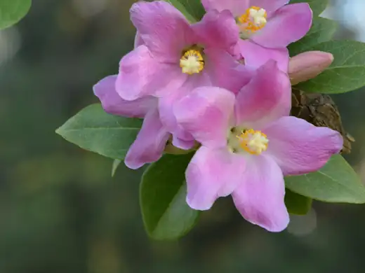 Norfolk Island Hibiscus (Lagunaria patersonia) growing in Sydney