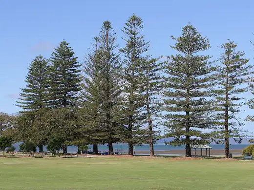 Norfolk Island Pine (Araucaria heterophylla) growing in Sydney