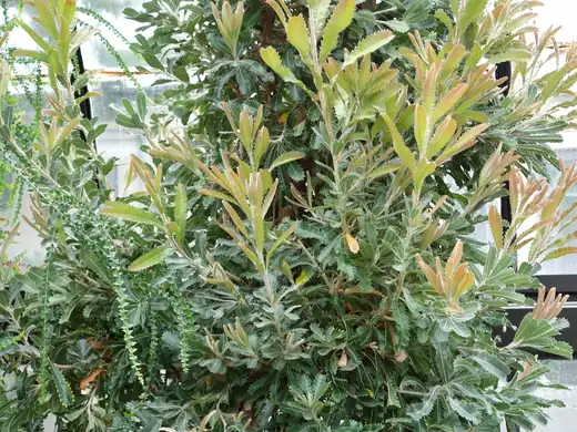 Old Man Banksia (Banksia serrata) growing in Sydney