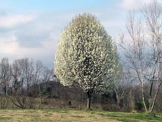 Ornamental Pear (Pyrus calleryana) growing in Sydney