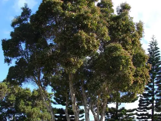 Broad-Leaved Paperbark (Melaleuca quinquenervia) growing in Sydney