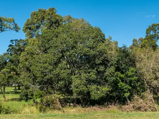 Port Jackson Fig (Ficus rubiginosa) growing in Sydney