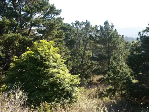 Radiata Pine (Pinus radiata) growing in Sydney
