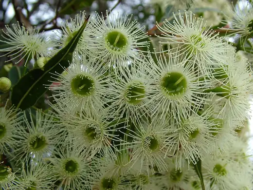 Red Bloodwood (Corymbia gummifera) growing in Sydney