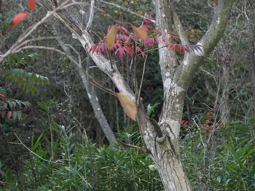 Rhus Tree (Toxicodendron succedaneum) growing in Sydney