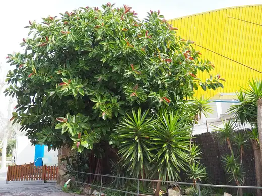 Rubber Tree (Ficus elastica) growing in Sydney