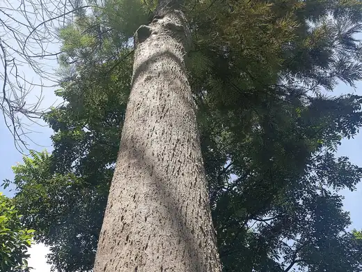 Silky Oak (Grevillea robusta) growing in Sydney
