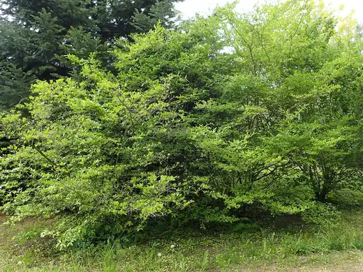 Small-Leaf Privet (Ligustrum sinense) growing in Sydney