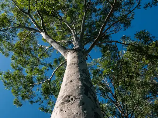Spotted Gum (Corymbia maculata) growing in Sydney