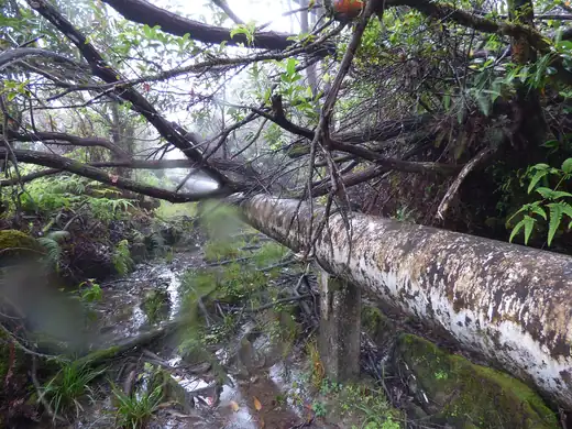 Swamp Mahogany (Eucalyptus robusta) growing in Sydney