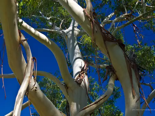 Sydney Blue Gum (Eucalyptus saligna) growing in Sydney