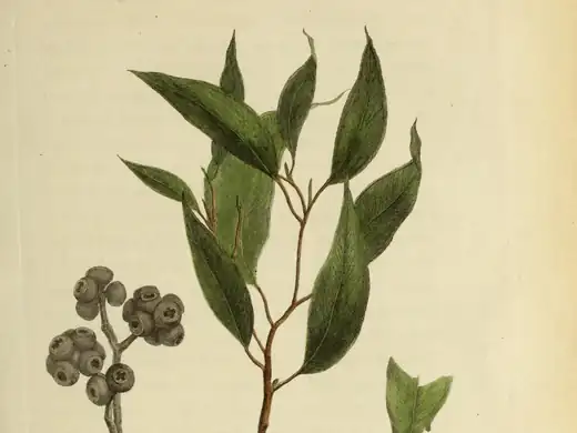 Sydney Peppermint (Eucalyptus piperita) growing in Sydney