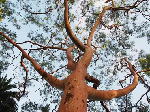 Sydney Red Gum (Angophora costata) growing in Sydney