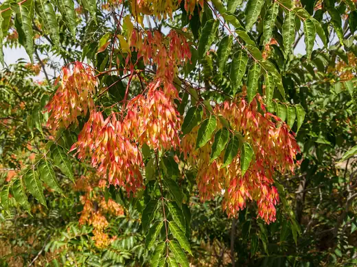 Tree of Heaven (Ailanthus altissima) growing in Sydney