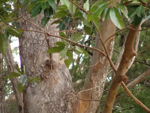 Turpentine (Syncarpia glomulifera) growing in Sydney