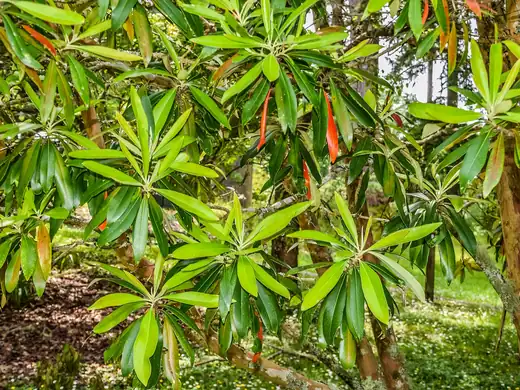 Water Gum (Tristaniopsis laurina) growing in Sydney